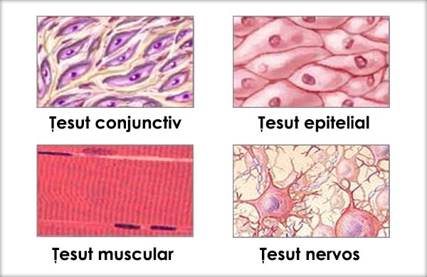 Țesut conjunctiv - Connective tissue - prajituri-cluj.ro