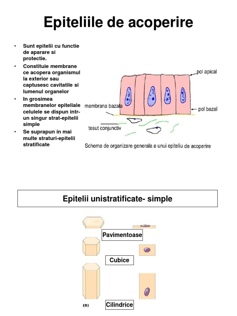 regenerarea celulelor țesutului conjunctiv fibros)